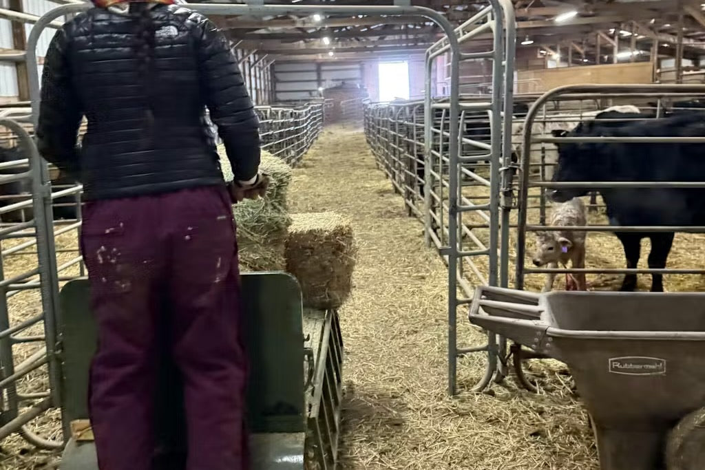 Farm chores